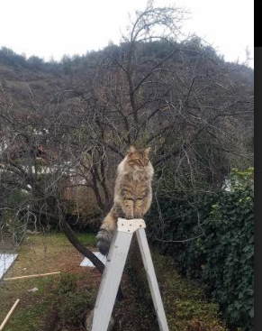 Kaiyun(中国)开云-史上最耀眼的“黄金中场”：掌控比赛的设计师，黄金中锋